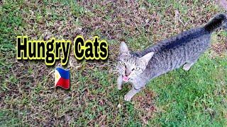 Stray cats and their daily meals| Feeding the cats in the Philippines |CatsLifePH