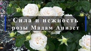 Сила и нежность розы Мадам Анизет. Питомник растений Е. Иващенко