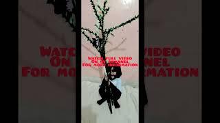 How to create Christmas tree for only 20 pesos|watch full video on my channel #shorts