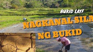 BUKID LAYF:MAGKANAL NG BUKID AT MAGSABOG NG PALAY TAYO | NUEBEE FAM