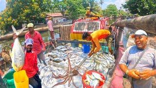 Amazing! Biggest Boat Fish Market In Riverside Fisherman Life After Going To Sea