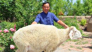 150 kg fetter Widder bis in die Nacht geröstet! Knusprige Haut bedeckt saftiges Fleisch! SO GUT!