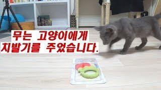 무는 고양이에게 치발기를 주었습니다(I gave a teeth tots to my biting cat)