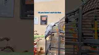 Gizmo: Fluent in H2-OMG #funnyparrot #bird #talkingparrot #africangrey