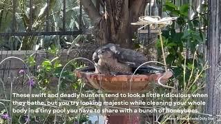 Backyard wildlife: Bath time for the Cooper's hawk