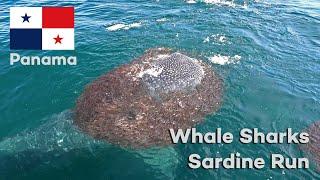 Whale Sharks devouring bait balls - Panama Sardine run