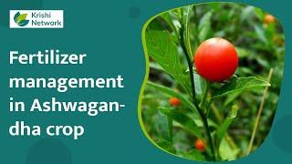 Fertilizer Management In Ashwagandha crop | Information | | Krishi network |