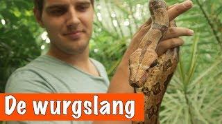 De wurgslang (Boa constrictor) | DierenpraatTV