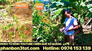 SẦU RIÊNG SỨ QUẢNG I ỨNG DỤNG PHÂN BÓN NÔNG NGHIỆP 3 TÔT I 3TOT.VN