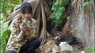 I found lots of chicken egg nests in the woods, cleaned up the vegetable garden, gosling