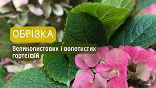 Обрізка великолистових і волотистих гортензій. Правило для омолодження немолодих кущів