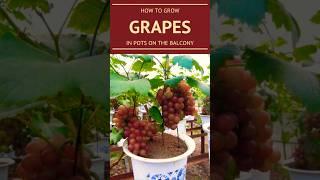 Grow Grapes in pots Balcony gardening tips