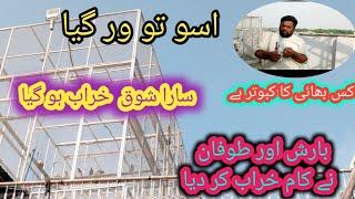 shoq kharab ho gya///سارے مین کبوتر اوپر //Dostana pigeon club//