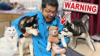 Bully Dog vs Husky Fight | Most Aggressive Dog ￼breed￼ | Dog can talk 290 | Rott | Review reloaded