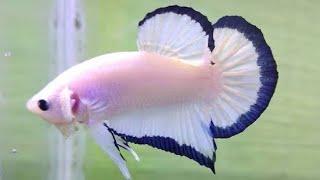 Blue rim betta fish