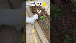 강아지가 텃밭지나가면 생기는 일