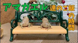 アマガエル達のご飯の時間