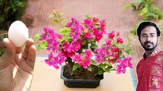 How to Easily make Bonsai Forest | Bougainvillea flower Bonsai for beginners