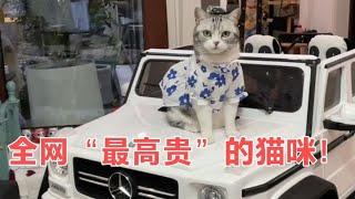 王泡芙，猫咪界白富美，凭精致生活走红，网友：活的还不如这猫咪！#搞笑#喜剧#恶作剧#整蛊