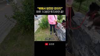 하루 10분으로 밖에서 얌전한 강아지 만들기