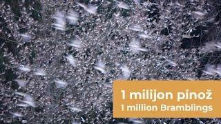 Milijon pinož | A million Bramblings (2022/2023)