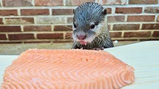 Baby Otter's Reaction to Giant Salmon / Salmon party with a large otter family