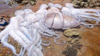 Come to catch the sea on a rainy day, there are a lot of octopus on the beach