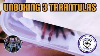 Unboxing 3 tarantulas BUT 1 is a SECRET so shhhh