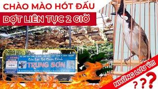 CHÀO MÀO HÓT ĐẤU - DỢT LIÊN TỤC 2 GIỜ CỘI TRUNG SƠN VÀ NHỮNG LƯU Ý