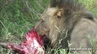 Botswana Deception Valley Lodge Kalahari Desert