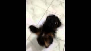 Cachorro funckeiro parte 1- Agatha