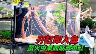 極窄側溢流桌面底濾魚缸，開缸造景再到養魚，一氣呵成 #水族 #觀賞魚 #魚缸造景