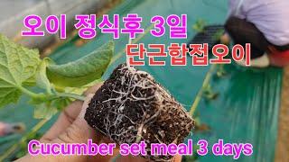 오이잘키우기#Growing Cucumbers#오이정식3일#오이#농사유튜브