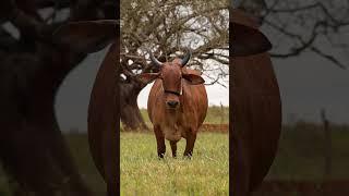 Meet the Majestic Red Sindhi Cow 