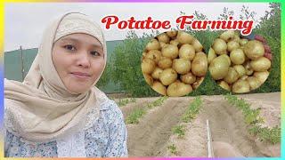 Potatoe Farming/Precious M Vlog