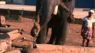 elephant woking in timberyard moving logs Kerala 1968 from Louis Malle's documentary