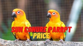 Sun conure parrot price || Sun conure baby parrot price || breeding pair price