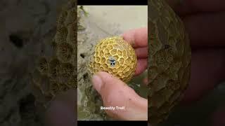 Best Metal Detector Finds