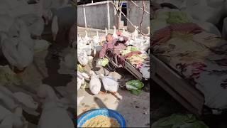"A confident duck farmer" #shorts #motivational
