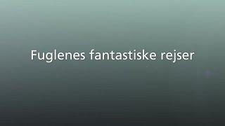 Fuglenes fantastiske rejser