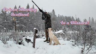 Wild Weather to start the day! Driven Shooting in a Blizzard! Labrador Retriever Gundog