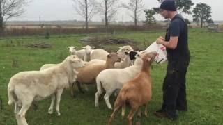 How to Make a Sheep Lie Down in Green Pastures