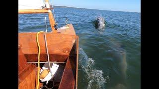 Sailing Nomad: Dolphins Off the Bow--Preview of Florida Trip