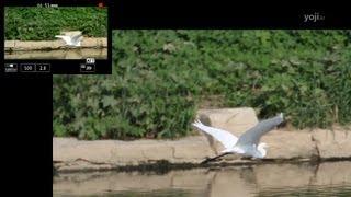 CANON EOS 70D Dualpixel CMOS Live View