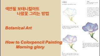 보태니컬아트 입문용 나팔꽃 한송이 그리는 방법  Botanical Art for beginners _ morning glory 세밀화 보타니컬아트