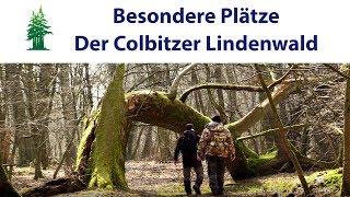 Der Lindenwald in der Colbitz-Letzlinger Heide