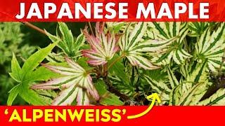 Japanese Maple Tree Highlight: Acer palmatum 'Alpenweiss'