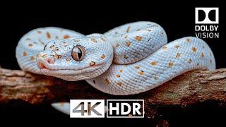 Earth in 10 Minutes 4K HDR 60 FPS Dolby Vision (4K Video) #4k #4khdr