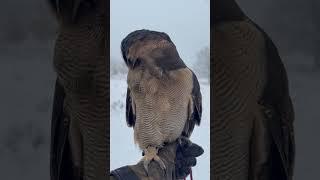 Peanut (Asian Brown Wood Owl - Strix Leptogrammica) enjoying the snow ️