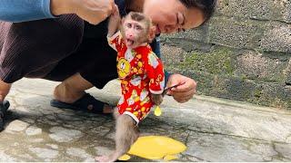 Baby monkey Tina's unexpected reaction when pooping her diaper surprised her mother